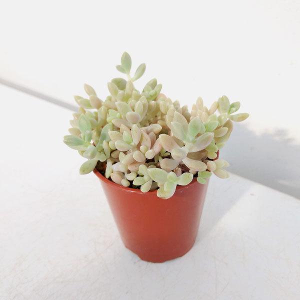 観葉植物 グラプトペタルム 姫秀麗 ヒメシュウレイ 2号ポット 園芸ネット 通販 Yahoo ショッピング