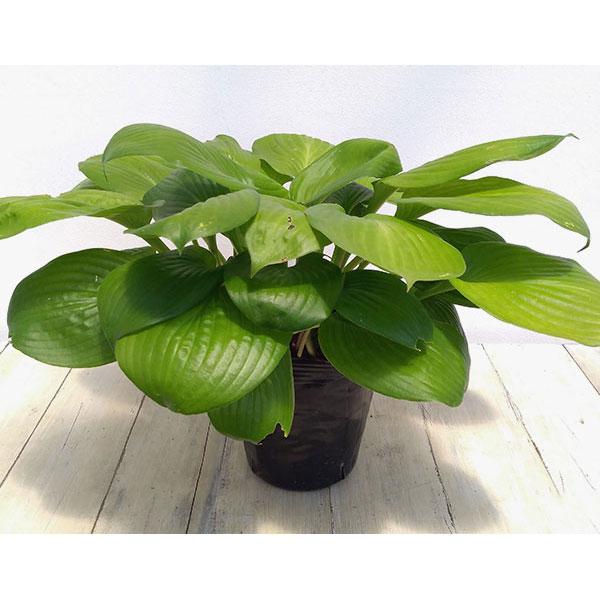 草花の苗 ギボウシ ポトマックプライド5号ポット 園芸ネット 通販 Yahoo ショッピング