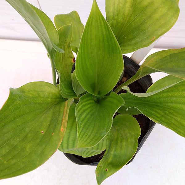 草花の苗 ギボウシ ライムパッション5号ポット 園芸ネット 通販 Yahoo ショッピング