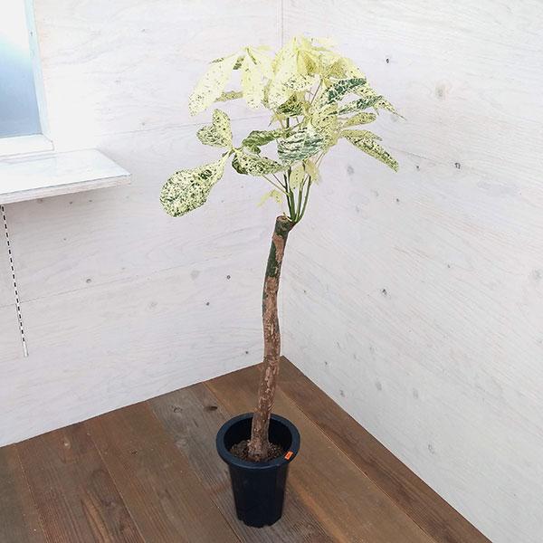 観葉植物 パキラ ミルキーウェイ 7号鉢植え