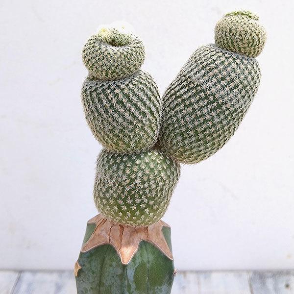 観葉植物 サボテン 月世界 つきせかい 3 5号 園芸ネット 通販 Yahoo ショッピング