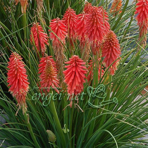 草花の苗 クニフォフィア トリトマ ポコレッド3号ポット 園芸ネット 通販 Yahoo ショッピング