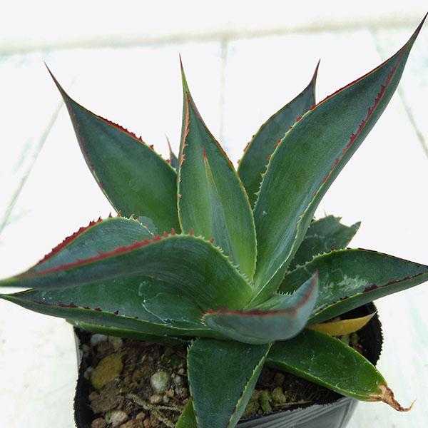観葉植物 アガベ ブルーグロー 2 5号 園芸ネット 通販 Yahoo ショッピング