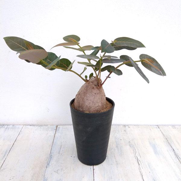 観葉植物 フィランサス ミラビリス３.5号鉢植え