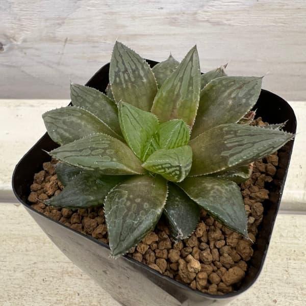 Top【選抜株】多肉植物　22462レッドブル　40個　鉢無し/脱土 観葉植物 棚卸セール ハオルチア レッドブル（アトロフスカ×オブツーサ