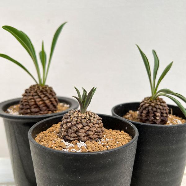 ユーフォルビア 鉄甲丸 3株セット バラ売り可 ユーフォルビア 鉄甲丸 3株セット バラ売り可 - メルカリ
