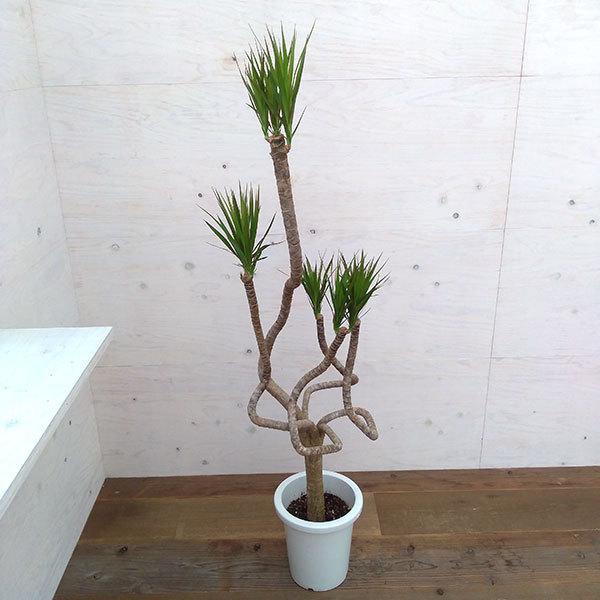 お年玉セール特価 ドラセナ リッキー 110センチ ８号鉢 観葉植物 ガーデニング 植物 観葉植物 Alrc Asia