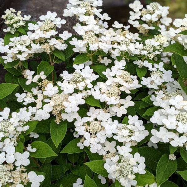 花木 庭木の苗 ノリウツギ（糊空木） ポールスター3.5号ポット