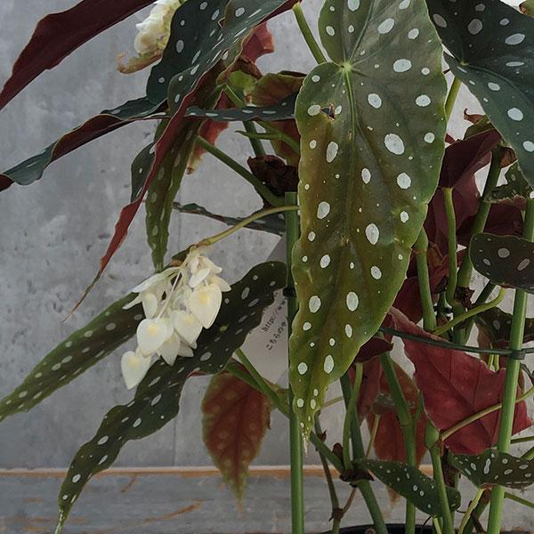 観葉植物 ベゴニア マクラータ 5号鉢植え : 園芸ネット - 通販 - Yahoo