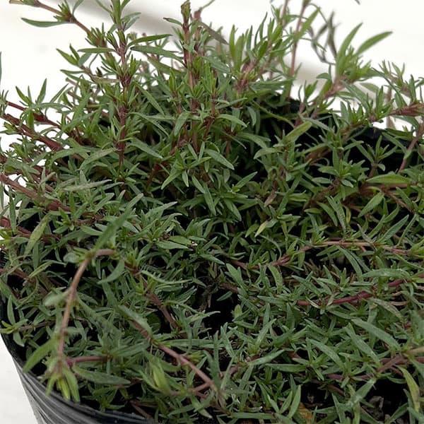 ★入荷から日数が経ったためセール価格となりました。商品の状態は画像と異なる場合があります。★オレンジ・スパイスの風味を持つ料理用品種。ほふく性タイムです。立ち上がりの無い密生した細い葉が特徴ですが、蒸れに弱いので風通しに気をつけてください。...