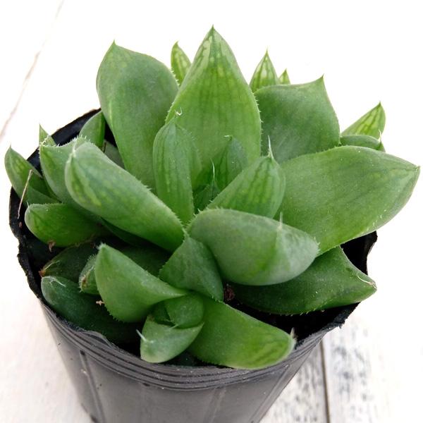 観葉植物 ハオルチア シンビフォルミス 2号 1805 園芸ネット 通販 Yahoo ショッピング