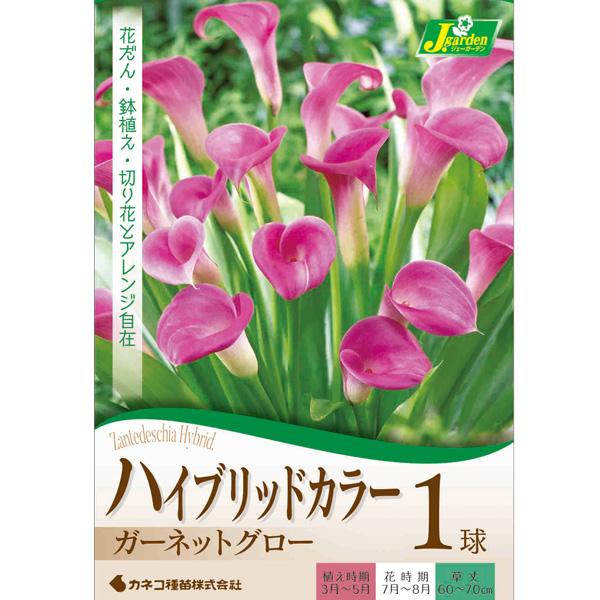 球根 （わけあり特価）ハイブリッドカラー ガーネットグロー（ピンク）1球入り