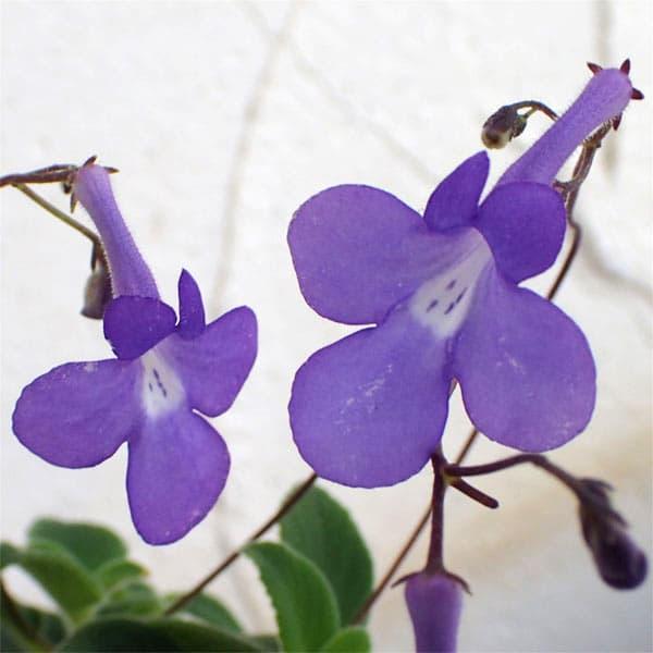 草花の苗 ストレプトカーパス サクソルム系3号ポット 1086 園芸ネット 通販 Yahoo ショッピング