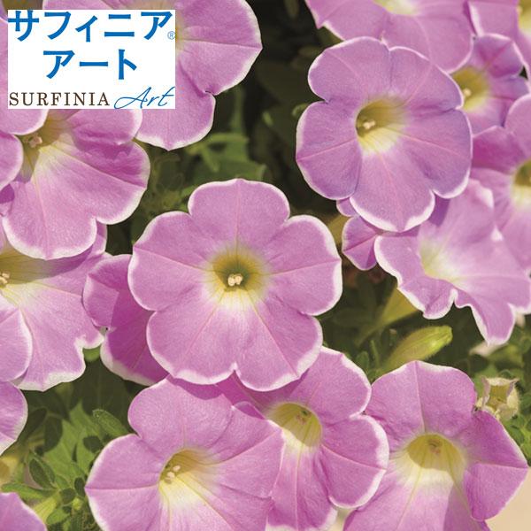 草花の苗 （わけあり特価）ペチュニア サフィニアアートいちごシェイク4号ポット (R)