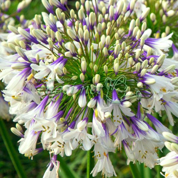 草花の苗 アガパンサス ファイヤーワークス11cm角ポット