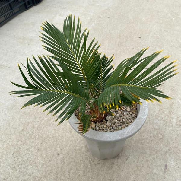 観葉植物/金環ソテツ 7号鉢植え : 園芸ネット - 通販 - Yahoo