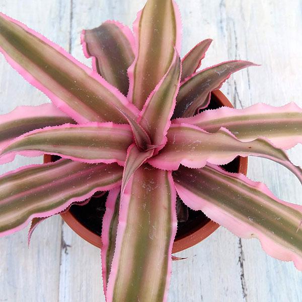 観葉植物 クリプタンサス ピンクスター3号 1725 園芸ネット 通販 Yahoo ショッピング