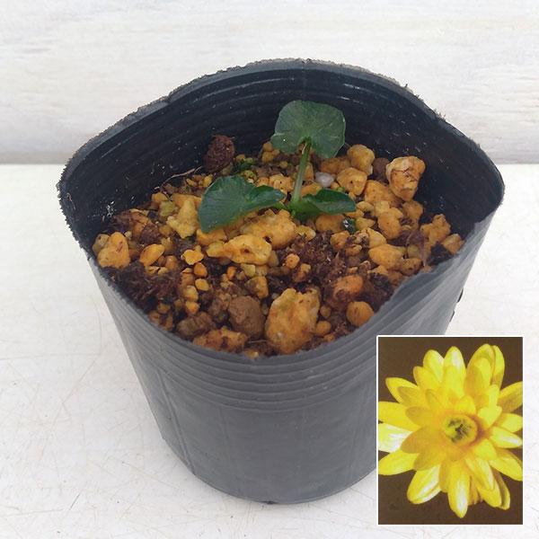 ※詳しい商品説明は下のほうに記載があります