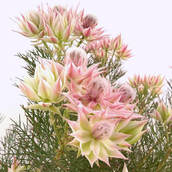 安いジョーイセルリアの通販商品を比較 ショッピング情報のオークファン