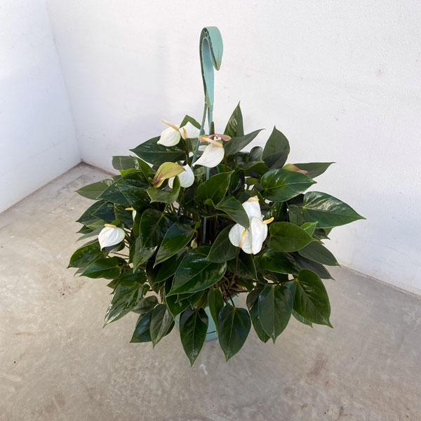 観葉植物 わけあり特価 空飛ぶアンスリウム ベビーホワイト5号吊り鉢 1900 園芸ネット 通販 Yahoo ショッピング