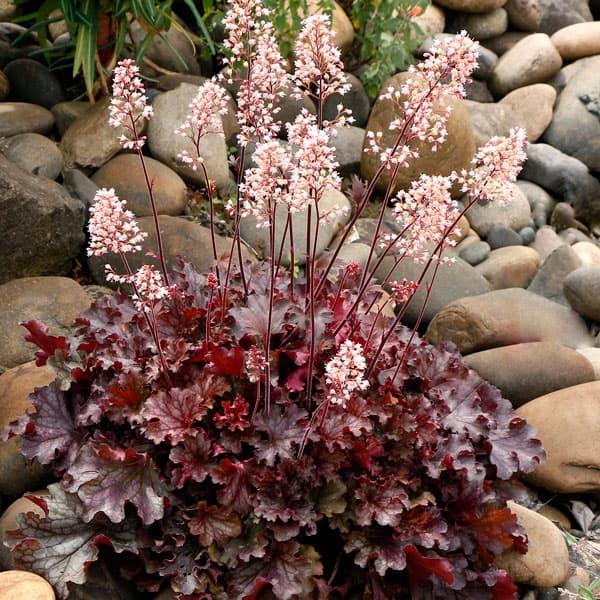 海外 草花の苗 ノウゼンカズラ オレンジ 3号ポット Stevenbrooke Com