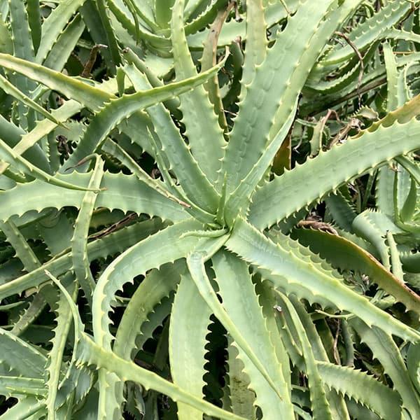 「医者いらず」の名で知られ、民間薬として愛用されるアロエ。品種はたくさんありますが、キダチアロエは国内で最も広く普及している寒さに強い品種です。葉は剣状で縁には三角形のトゲがあります。株が大きくなると、冬に長い花茎を伸ばしてオレンジ色の花を...