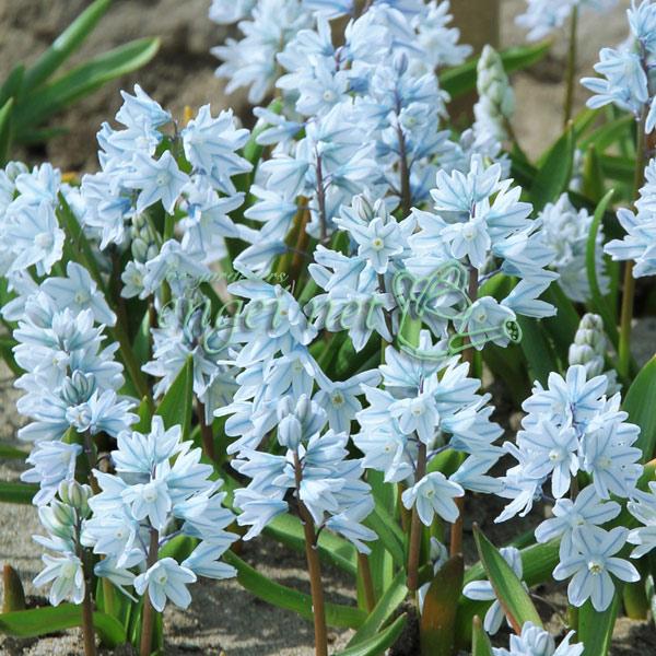 球根 プスキニア リバノチカブルー8球入り