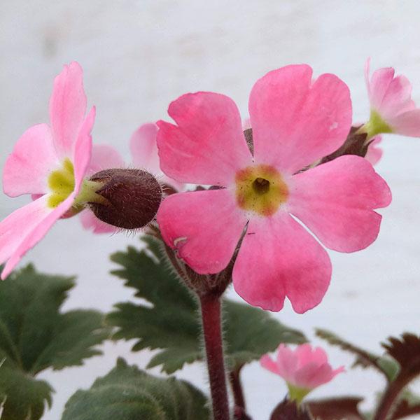 温かみのあるピンクの桜の花のような原種系プリムラです。「プリムラ シネンシス」は、ウンナンサクラソウに近い品種で、冬から春にかけて花を咲かせます。通常は白花が多く流通していますが、この花はピンク系です。冬から元気にかわいらしい花を咲かせてく...