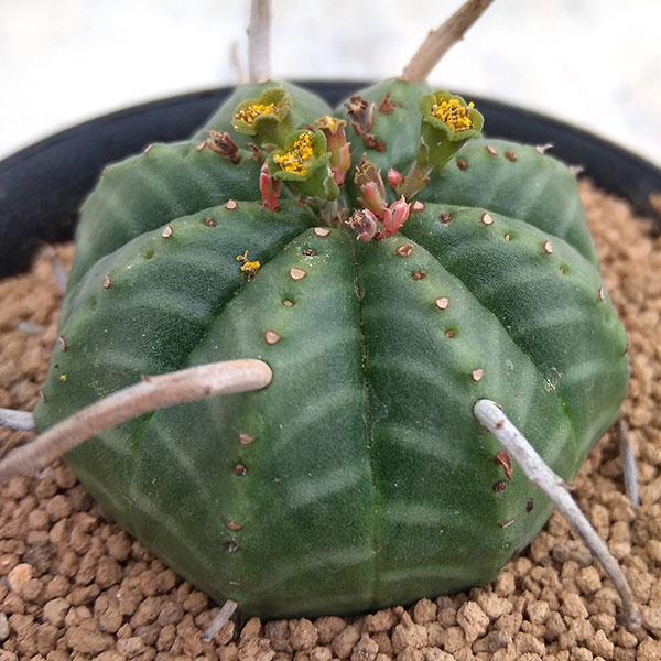 観葉植物 棚卸セール ユーフォルビア バリダ 3号 : 園芸ネット - 通販