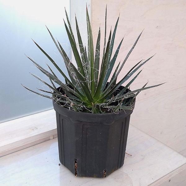 観葉植物 アガベ フィリフェラ 7号 1910 園芸ネット 通販 Yahoo ショッピング