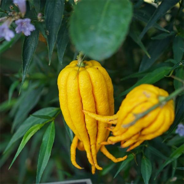 インド原産の柑橘類。果実が仏様の手に似ているユニークな珍果です。形のおもしろさから、お正月用の生け花などに貴重品扱いされます。果実はそのままでは食べられませんが、漢方薬として珍重され、また中国では皮ごと砂糖煮にします。※詳しい商品説明は下の...