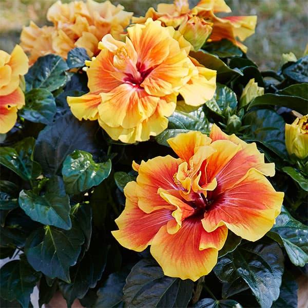 ハイビスカス（ニューロングライフ） アポロダブル 5号鉢植え