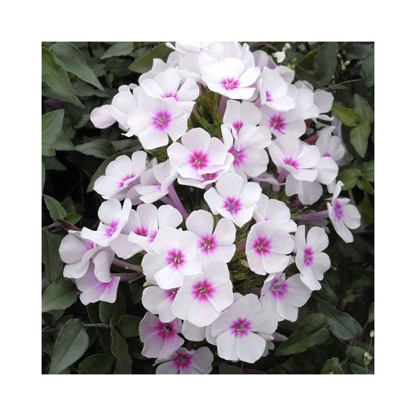 草花の苗 宿根フロックス スイッツル（白花赤目）3号ポット