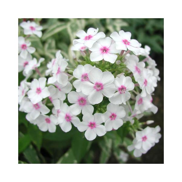 ★入荷から日数が経ったためセール価格となりました。商品の状態は画像と異なる場合があります。★とても丈夫な宿根フロックスです。手間がかからず毎年繁殖するので、鮮やかな花の群生を夏中ながめられます。香りがとても良いので、花壇に植えると蝶が寄って...