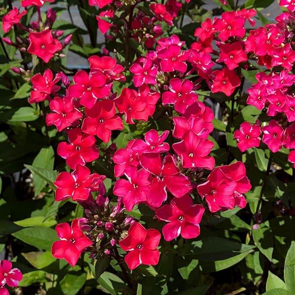 ★入荷から日数が経ったためセール価格となりました。商品の状態は画像と異なる場合があります。★宿根フロックスは、北アメリカや東アジア原産の多年草。初夏に色鮮やかな花穂を立ち上げます。株が大きくなると1株から数十本の花が立ち壮観です。ウドンコ病...