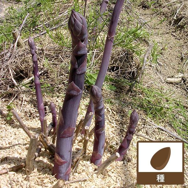 F1アスパラガス パープルの種 野菜タネ 園芸ネット 通販 Yahoo ショッピング