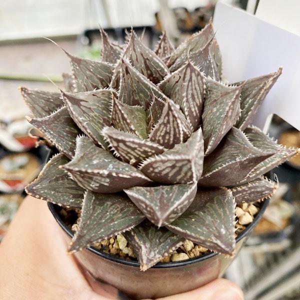 観葉植物 ハオルチア 紫絵巻 3号 園芸ネット 通販 Yahoo ショッピング