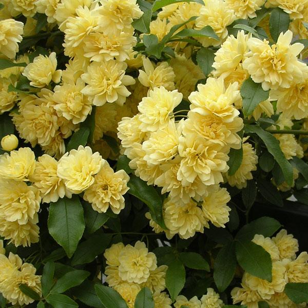 バラの苗 モッコウバラ 黄花八重咲き3 3 5号ポット 1938 園芸ネット 通販 Yahoo ショッピング