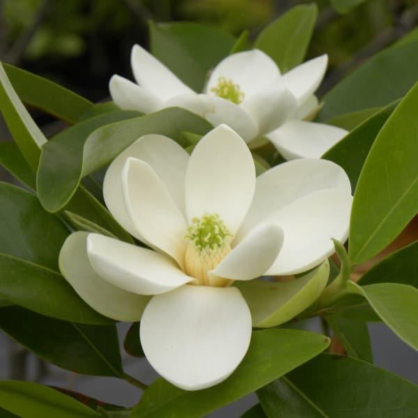 春には木いっぱいに明るい花を咲かせ、夏は涼しい葉陰を作るシンボルツリーとして、ガーデニング世代の注目も集めるマグノリア。バージニアーナ オーストラリスは常緑性のヒメタイサンボクの仲間で、5月〜6月に咲く真っ白で清楚な花は大きさが7〜8cmく...