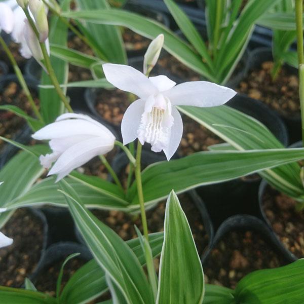 シランは野生のランの仲間ですが、庭植えや鉢植えで手軽に楽しめます。栽培も簡単で、日蔭の場所でも花を咲かせるのでシェードガーデンとしても楽しめます。白花・斑入り葉のタイプです。※詳しい商品説明は下のほうに記載があります