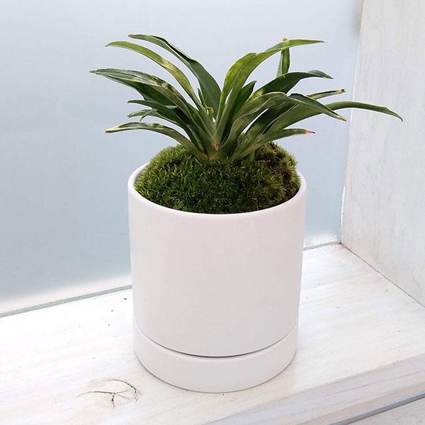 観葉植物 ギフトに オモト（万年青） 姫牡丹・鉢植え リア白SS・皿付