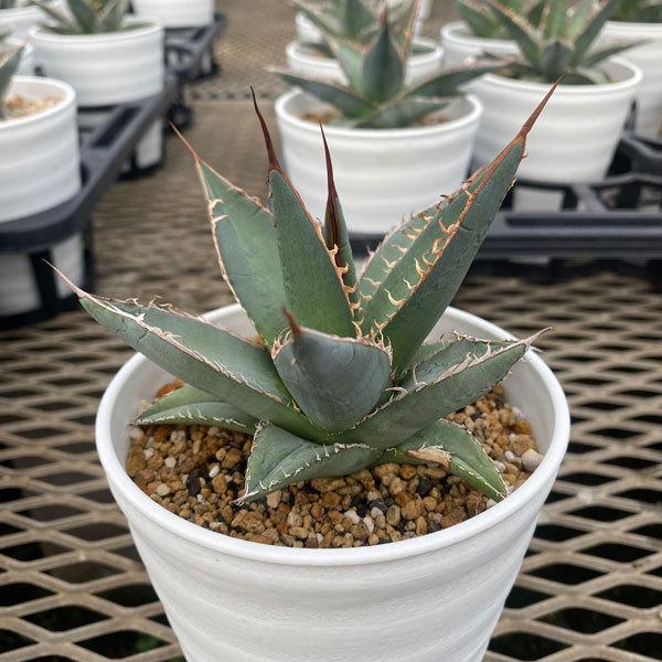 観葉植物 アガベ パープソラム 帝釈天 3 5号 園芸ネット 通販 Yahoo ショッピング