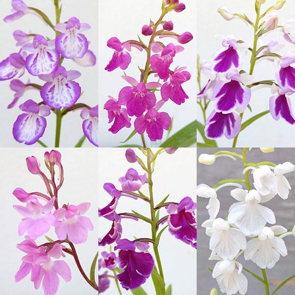 山野草の苗 ユメチドリ（薩摩千鳥ｘアワチドリ）花色見計らい1.5号鉢植え