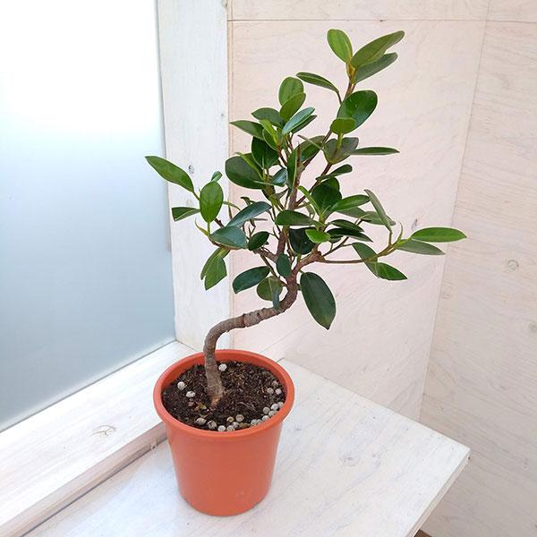 観葉植物 沖縄から届いたガジュマル 5号 園芸ネット 通販 Yahoo ショッピング