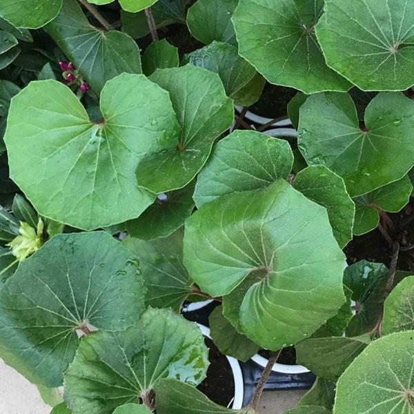 ツワブキは日本人にはなじみの深い丈夫な多年草で、和風庭園の下草などに好まれます。年間を通して厚みのある葉を茂らせ、冬季に清楚な花を咲かせます。丈夫で日陰の植栽に向き、玄関わきや樹陰を明るく彩り、秋の庭では貴重な花となります。コンパクトな室内...