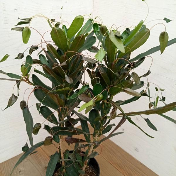 観葉植物 クロトン トビハ(飛び葉) 6号鉢植え