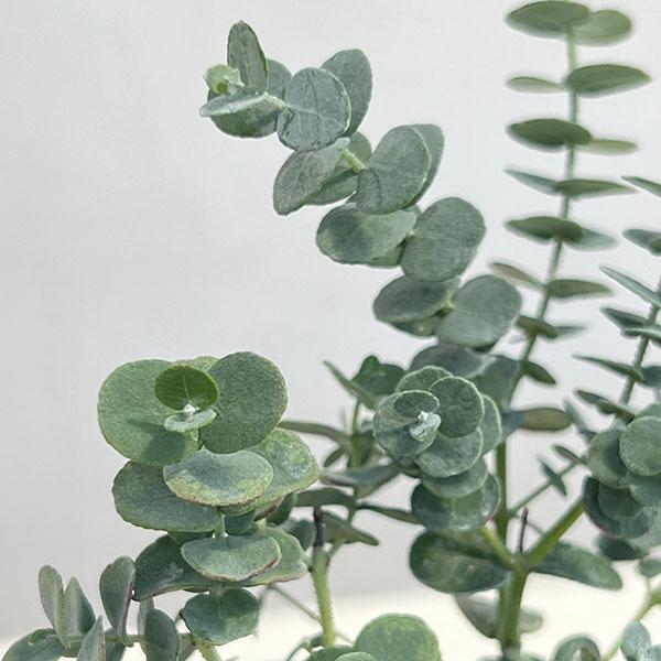 ★入荷から日数が経ったためセール価格となりました。商品の状態は画像と異なる場合があります。★ユーカリはフトモモ科の常緑性高木。幼葉が楕円形で、銀葉品種。普通のユーカリよりも小さな葉が密につく品種です。秋に白色の花を咲かせます。鉢植え、切花や...