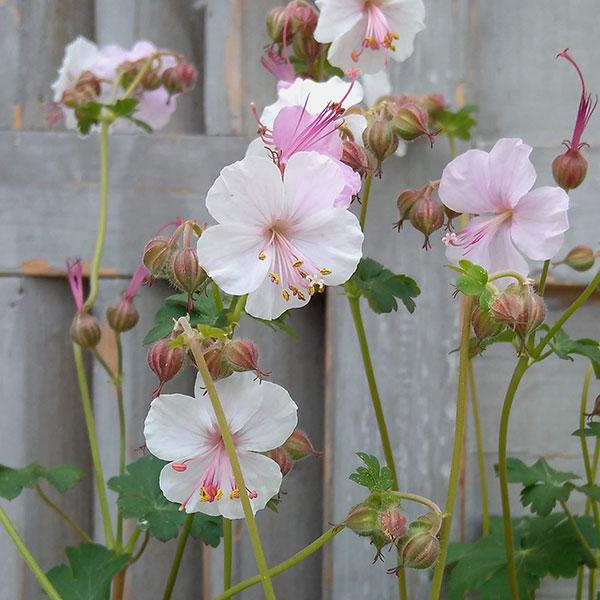 草花の苗 ゲラニウム ビオコボ3-3.5号ポット 6〜7月頃開花 半日陰にも向く宿根草