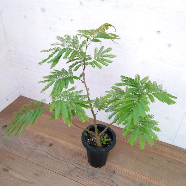 観葉植物 エバーフレッシュ 7号 園芸ネット 通販 Yahoo ショッピング