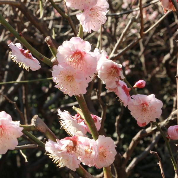 果樹の苗 ウメ（梅） はなかみ（花香実）4〜5号ポット